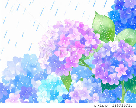 紫陽花　雨　梅雨 126719716