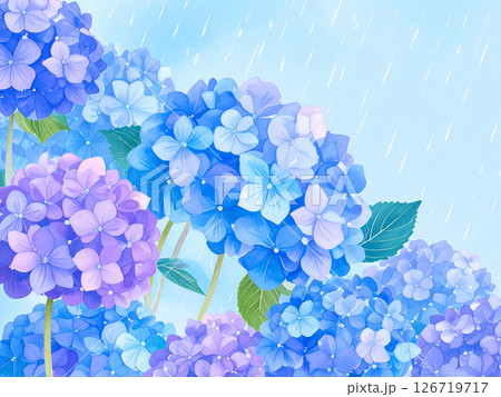 紫陽花　雨　梅雨 126719717