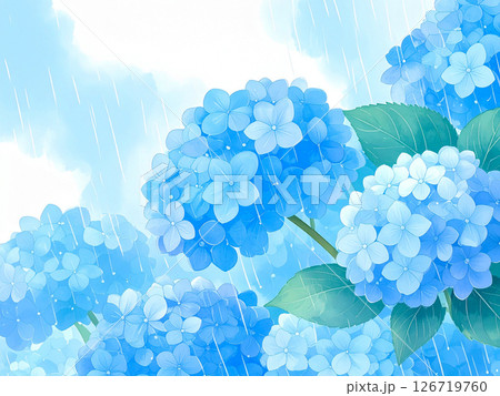紫陽花　雨　梅雨 126719760