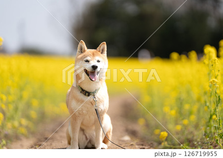 菜の花畑で遊ぶ柴犬 可愛い柴犬 柴犬茜 菜の花畑で遊ぶ柴犬 可愛い柴犬 柴犬茜 126719955