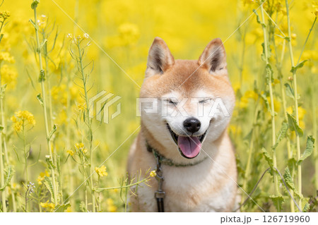 菜の花畑で遊ぶ柴犬　可愛い柴犬　柴犬茜 126719960