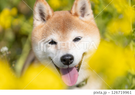 菜の花畑で遊ぶ柴犬　可愛い柴犬　柴犬茜 126719961