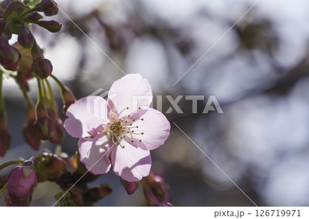 京都の河津桜、桜の花びらのクローズアップ 126719971
