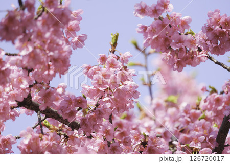 京都の川津桜、春の青空 京都の川津桜、春の青空 126720017