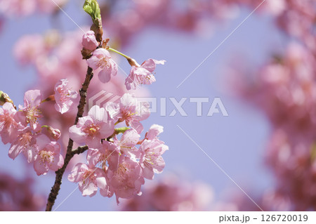 京都の川津桜、春の青空 京都の川津桜、春の青空 126720019