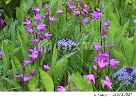春の公園に咲く紫色のオオツルボの花とピンク色のシランの花 春の公園に咲く紫色のオオツルボの花とピンク色のシランの花 126720024