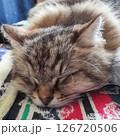 我が家の猫 てんてん♂ 126720506