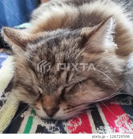 我が家の猫 てんてん♂ 我が家の猫 てんてん♂ 126720506