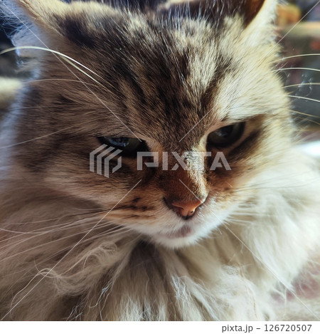 我が家の猫 てんてん♂ 我が家の猫 てんてん♂ 126720507