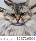 我が家の猫 てんてん♂ 126720509