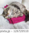 我が家の猫 てんてん♂ 126720510