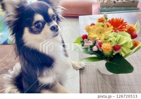 花束を前にすまし顔のポメチワの子犬 126720513