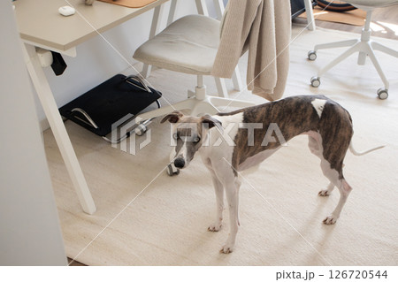 Whippet dog stands in cozy minimalist neutral home office Whippet dog stands in cozy minimalist neutral home office 126720544
