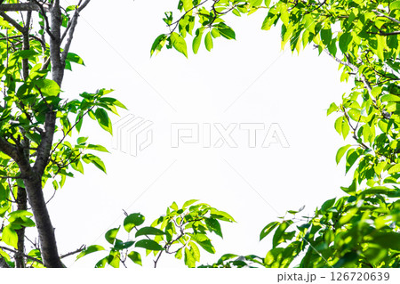新緑の背景＿白バック 126720639
