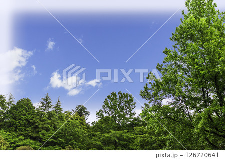 新緑と青空と白い雲のフレーム 126720641