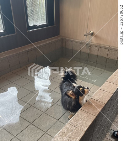 温泉に浸かるポメチワの子犬 126720652