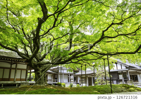 新緑が美しい雷山千如寺大悲王院（福岡県糸島市） 126721316