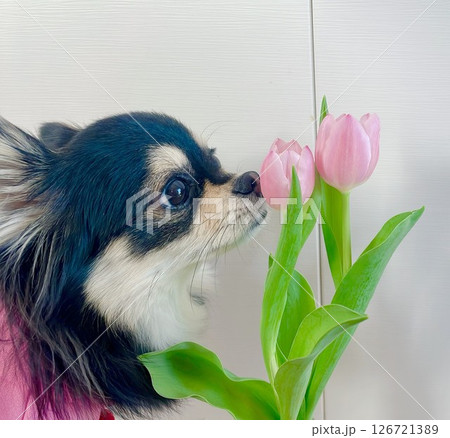 チューリップを愛でるポメチワの子犬 チューリップを愛でるポメチワの子犬 126721389