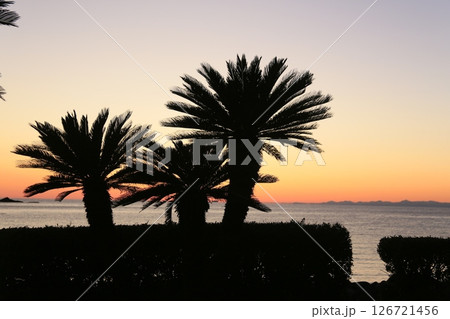ヤシの木と夕焼け ヤシの木と夕焼け 126721456