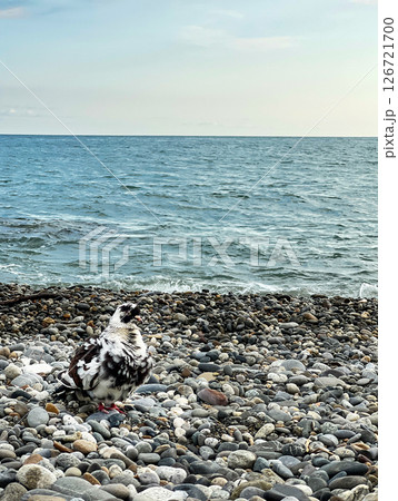 Bird pigeon with striking black and white plumage stands on a rocky beach, with gentle waves lapping at the shore and a serene ocean view in the background, nature's beauty copy space, Columba 126721700
