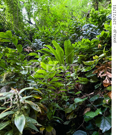 Dense greenery with diverse plants and leaves creates a vibrant forest atmosphere, highlighting the richness of nature and the tranquility of the environment Dense greenery with diverse plants and leaves creates a vibrant forest atmosphere, highlighting the richness of nature and the tranquility of the environment 126721701