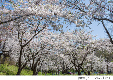 ソメイヨシノの北限の桜並木 126721764