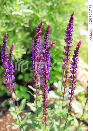 サルビア・ネモローサ・カラドンナ（ウッドランドセージ） 126721775