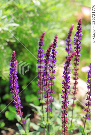 サルビア・ネモローサ・カラドンナ(ウッドランドセージ) サルビア・ネモローサ・カラドンナ(ウッドランドセージ) 126721776