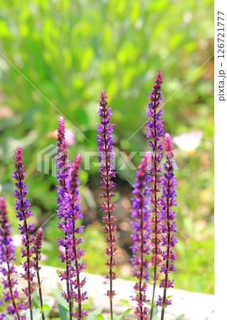 サルビア・ネモローサ・カラドンナ（ウッドランドセージ） 126721777