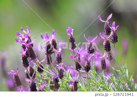 初夏の花畑 フレンチラベンダー 初夏の花畑 フレンチラベンダー 126721941
