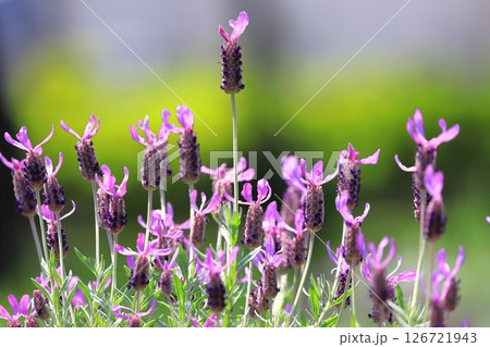 初夏の花畑 フレンチラベンダー 初夏の花畑 フレンチラベンダー 126721943
