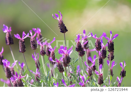 初夏の花畑 フレンチラベンダー 初夏の花畑 フレンチラベンダー 126721944