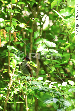 bird is looking for prey on a tree branch. 126722074