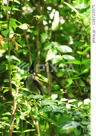 bird is looking for prey on a tree branch. 126722075