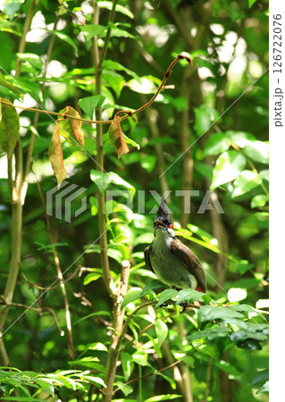 bird is looking for prey on a tree branch. 126722076