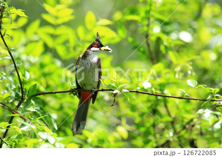 bird is looking for prey on a tree branch. 126722085