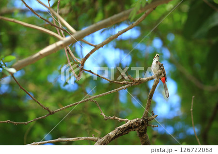 bird is looking for prey on a tree branch. bird is looking for prey on a tree branch. 126722088