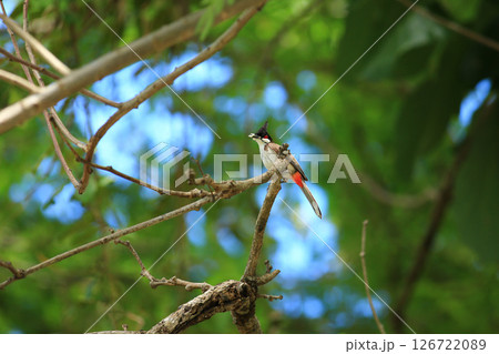 bird is looking for prey on a tree branch. bird is looking for prey on a tree branch. 126722089