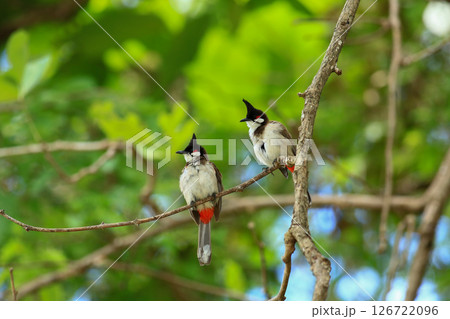 bird is looking for prey on a tree branch. 126722096