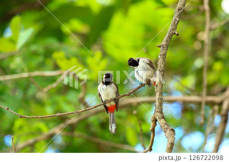 bird is looking for prey on a tree branch. bird is looking for prey on a tree branch. 126722098