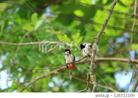 bird is looking for prey on a tree branch. bird is looking for prey on a tree branch. 126722100