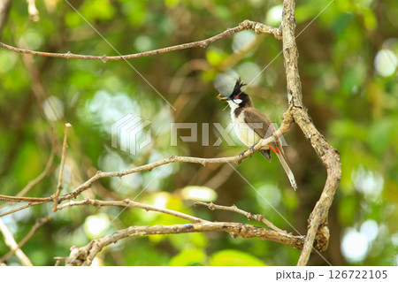 bird is looking for prey on a tree branch. 126722105