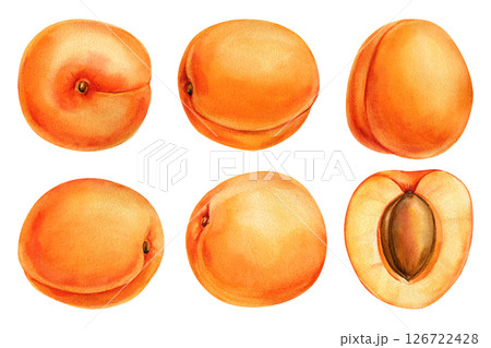 Apricot Watercolor Clipart Set, Hand Painted Fresh Apricots Whole and Halved, Summer Fruit Illustration, Isolated Food Design 126722428