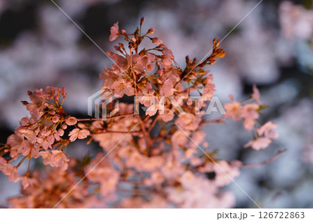 春のライトアップされた桜 春のライトアップされた桜 126722863