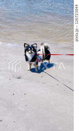 波打ち際のポメチワの子犬 126723044