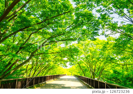 東京・初夏の代々木公園 東京・初夏の代々木公園 126723236