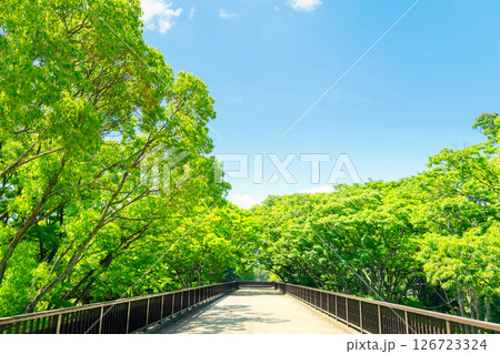 東京・初夏の代々木公園 東京・初夏の代々木公園 126723324