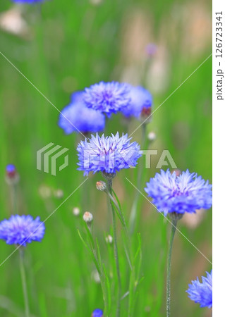 矢車菊（ヤグルマギク）の花 126723341