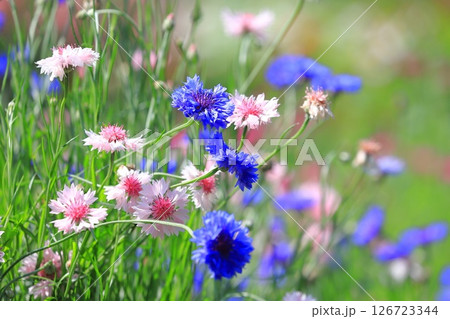 矢車菊（ヤグルマギク）の花 126723344