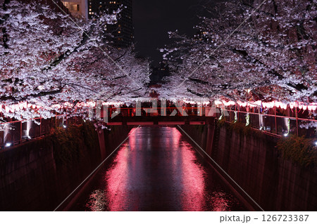 春のライトアップされた桜 126723387